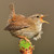 WT91475 - Wren (TWT, 6 unbagged blank cards)