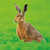 WT91482 - Brown Hare (TWT, 6 unbagged blank cards)