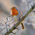 WT91478 - Singing Robin (winter) (TWT, 6 unbagged blank cards)