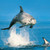 WT91348 - Risso's Dolphin (TWT, 6 unbagged blank cards)