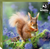 British Mammals 2026 (6 wallets)