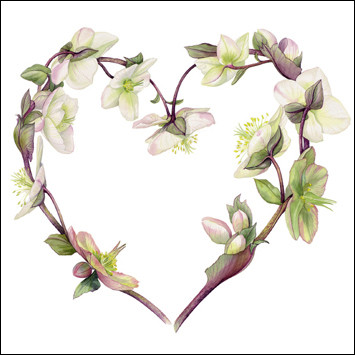 Hellebore Heart (6 blank cards)