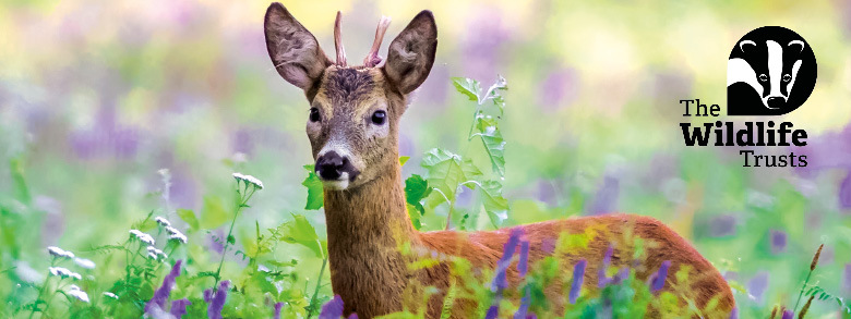 A roe deer among wildflowers beside The Wildlife Trusts logo.