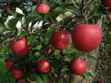 A Cargo of Apples