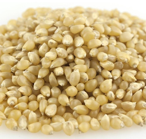 White Popcorn Kernels in Bulk