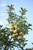 Crispin Apples