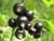 Black Currant Jelly, All Natural, No Preservatives, 9 Oz.