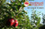 Kauffman Orchards Fresh Jonathan Apples, Hand-Picked in Our Lancaster County Orchard
