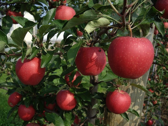 A Cargo of Apples