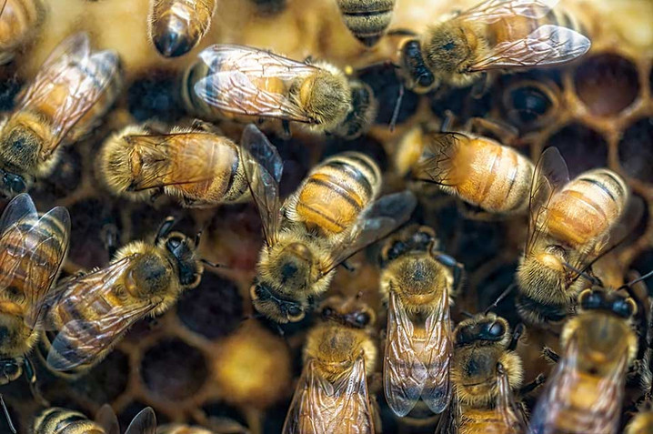 Bees in the Orchard