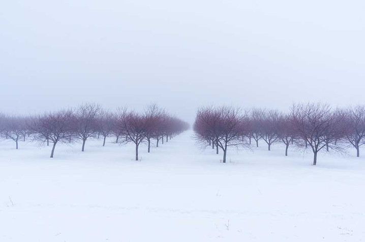 Deep Freeze in the Orchard