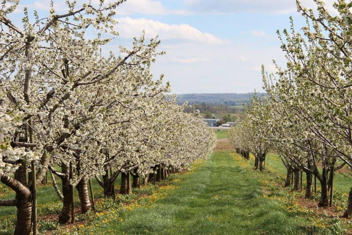 Orchard Life: Planting Trees Pt. 4 (a 4 part series) The Planting Process - Soil Health