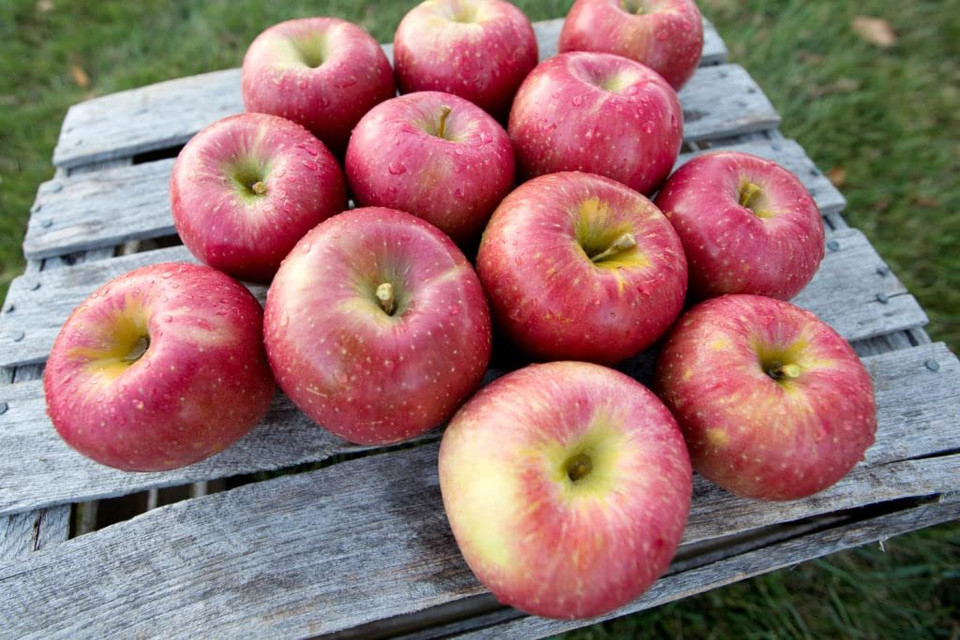 Buy Online - Our Own Homegrown and Homemade - Fresh Fruits - Kauffman ...