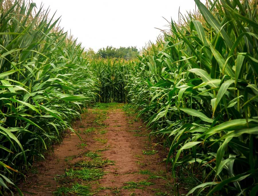Corn Maze