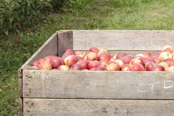 Kauffman Orchards Fresh Mcintosh Apples, Hand-Picked New-Crop Wax-Free  Heirloom Macintosh Apples (Box of 8)