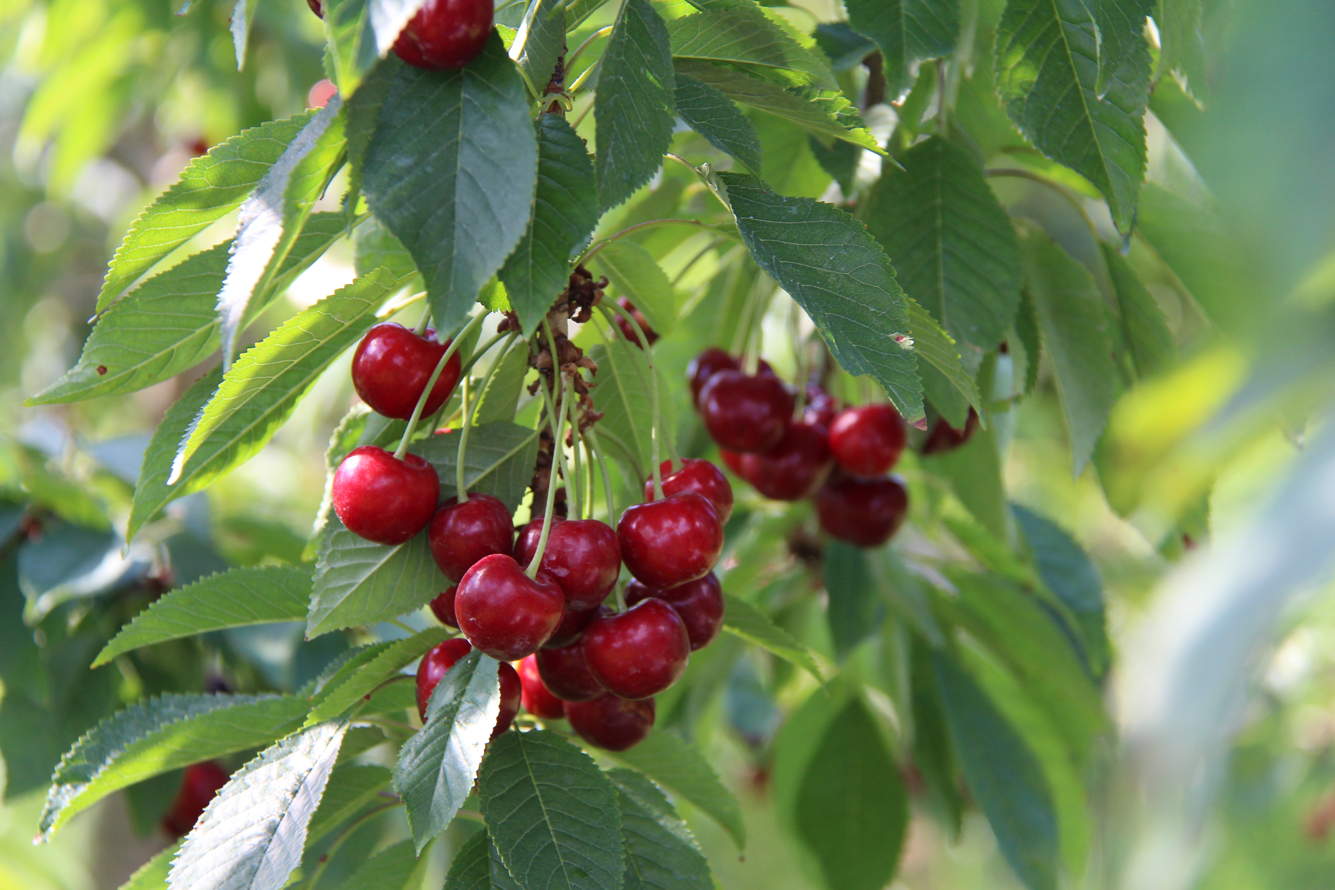 Cherries