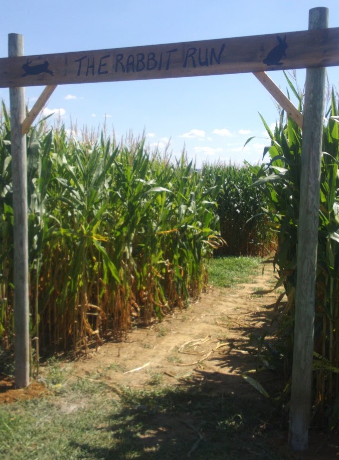 Corn Maze