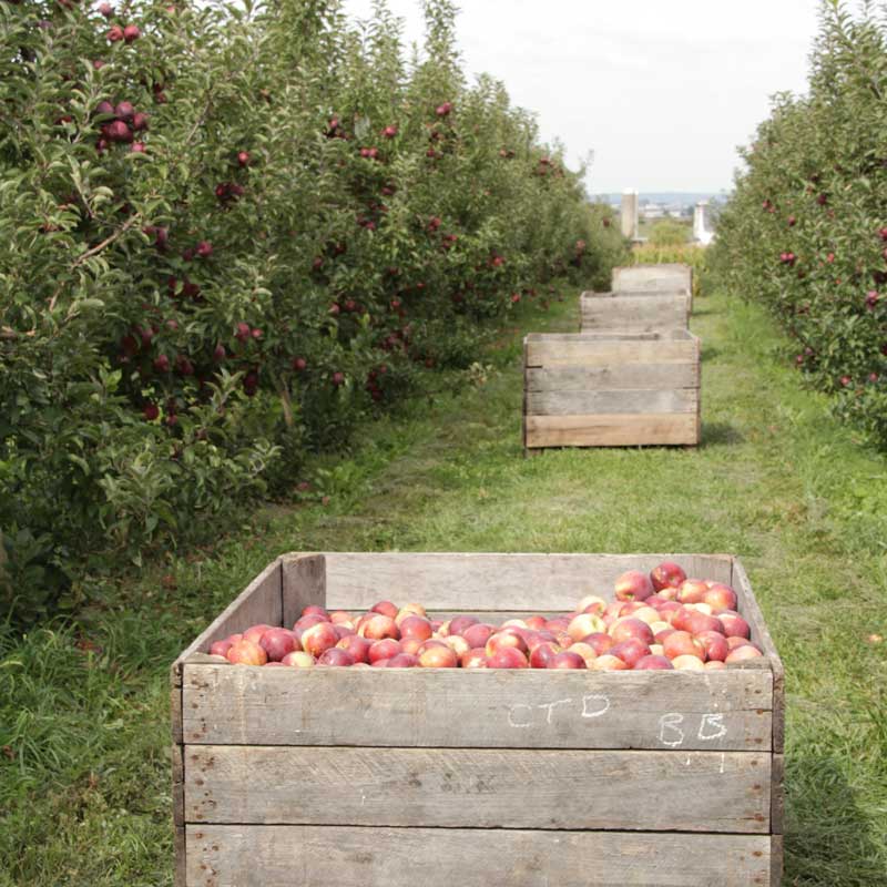 Kauffman Orchards Fresh Mcintosh Apples, Hand-Picked New-Crop Wax-Free  Heirloom Macintosh Apples (Box of 48)