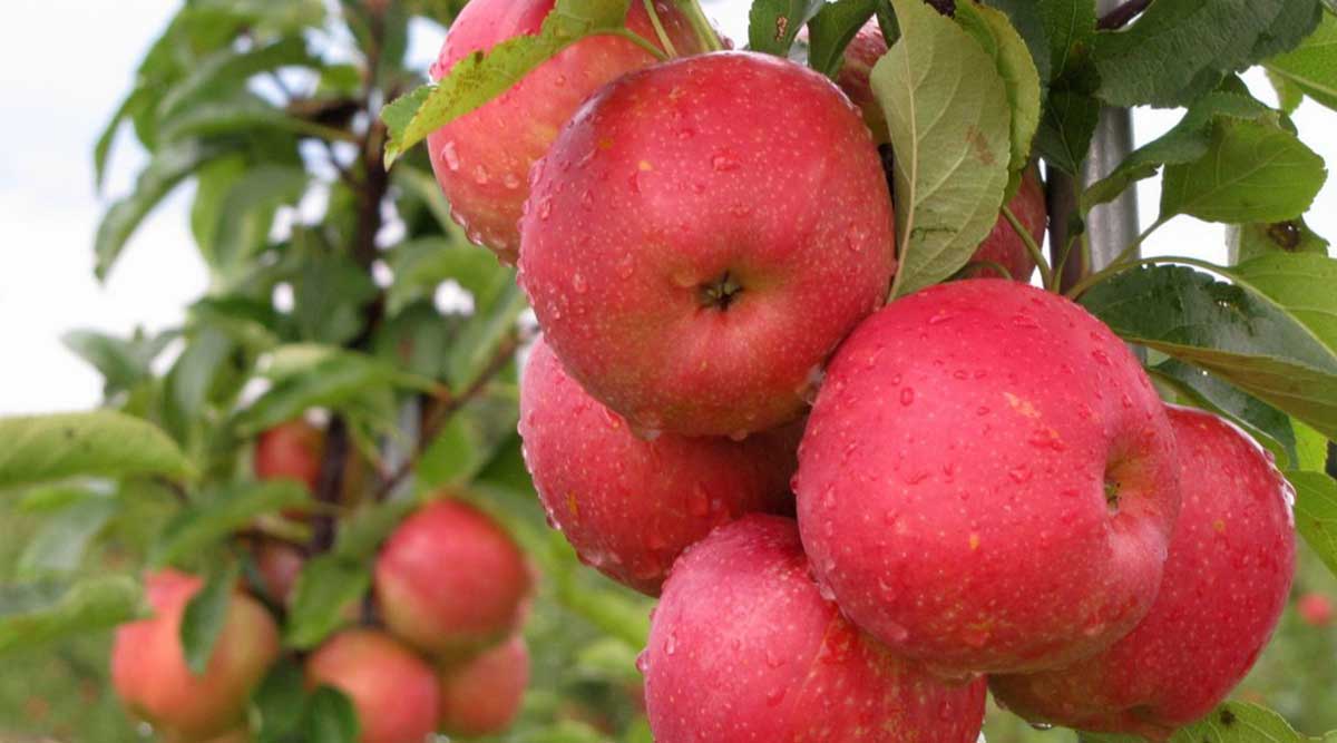  Kauffman Orchards Fresh Mcintosh Apples, Hand-Picked