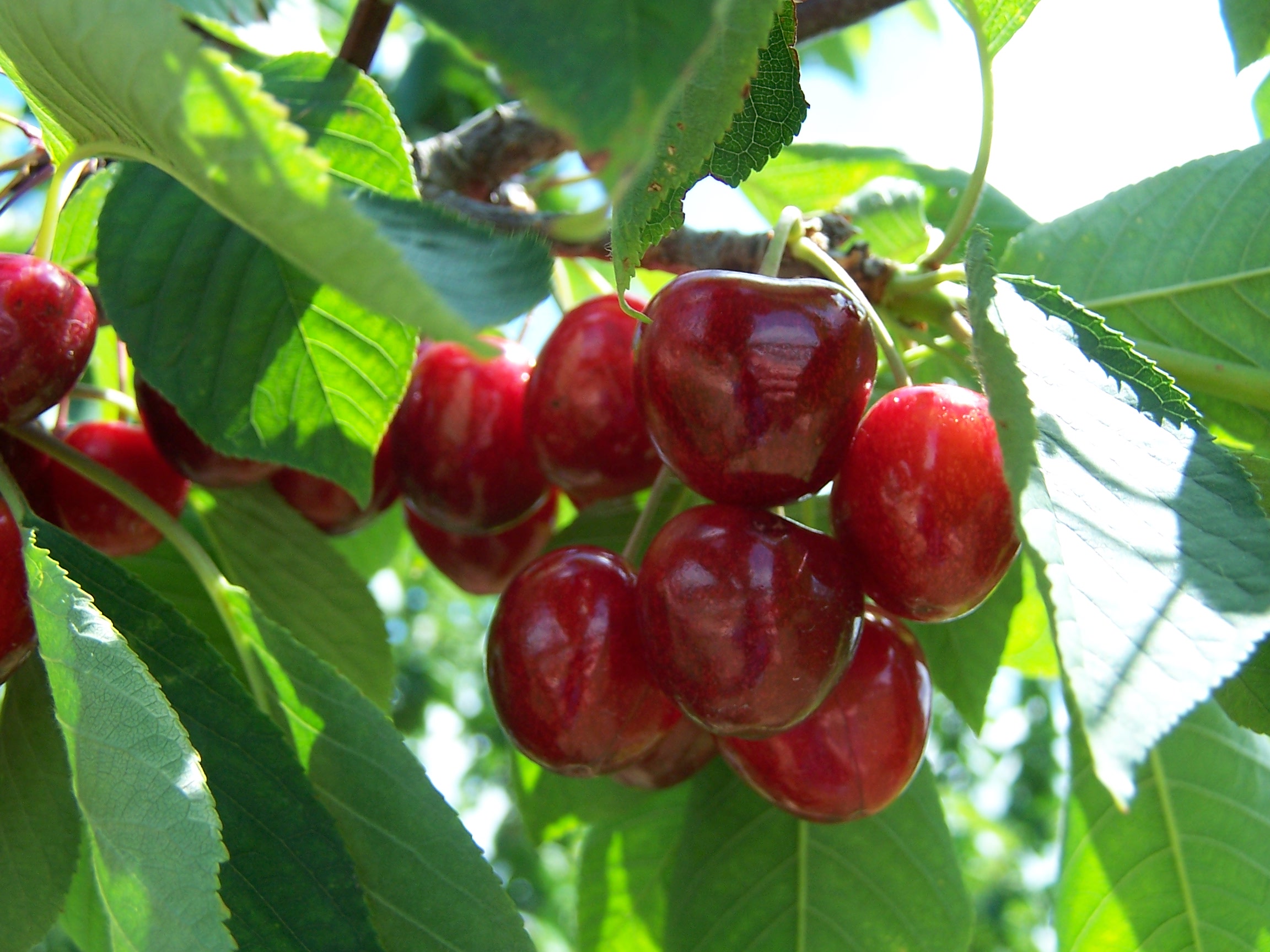 What Fruits Are in Season Right Now in Pennsylvania?