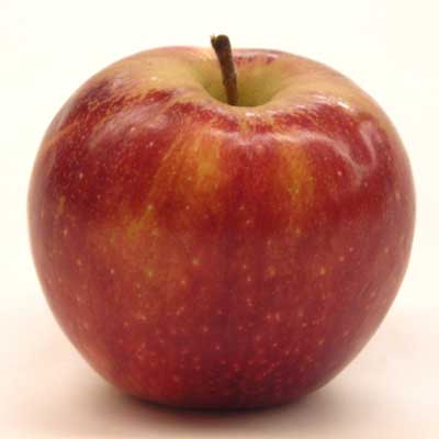 Kauffman Orchards Fresh Mcintosh Apples, Hand-Picked New-Crop Wax-Free  Heirloom Macintosh Apples (Box of 48)