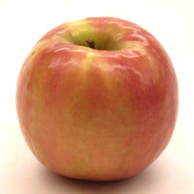 Kauffman Orchards Fresh Mcintosh Apples, Hand-Picked New-Crop Wax-Free  Heirloom Macintosh Apples (Box of 8)