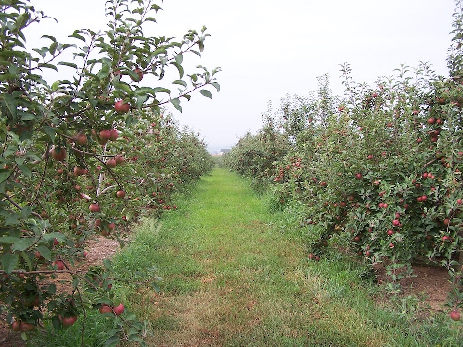 The Red Delicious Apple Grown at Apple Holler