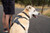 EXT002FRONTRANGE - Ruffwear Front Range® Dog Harness - by Exmoor Trim - Various Colours Available