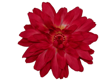 Red Large Gerber Daisy Flower on Clip Red Large Gerber Daisy Flower on Clip