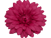 Fuchsia Large Gerber Daisy Flower on Clip Fuchsia Large Gerber Daisy Flower on Clip