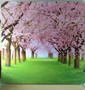 Cherry Blossoms Backdrop Double Sided
