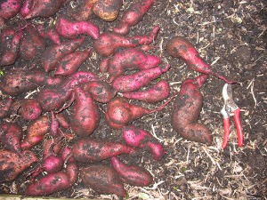 Kumara