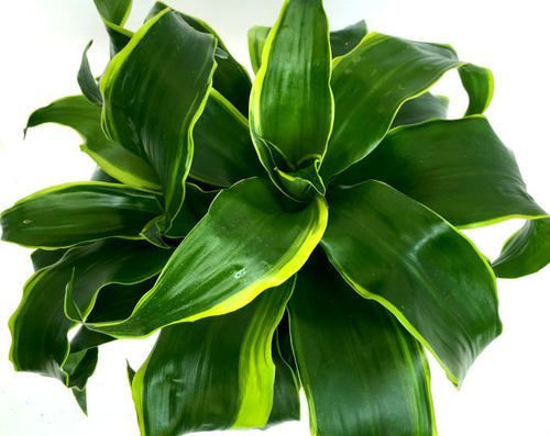 Dracaena 'Dorado' Triple 20cm - Big Jims Garden Centre