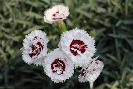 Dianthus 'Coconut Sundae' 2L Big Jims Garden Centre