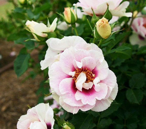 Rose 'Eyes For You' 6L Big Jims Garden Centre