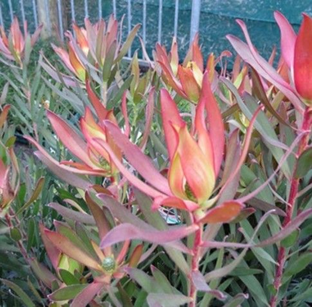 Leucadendron 'Blush Of Dawn' 3.5L Big Jims Garden Centre