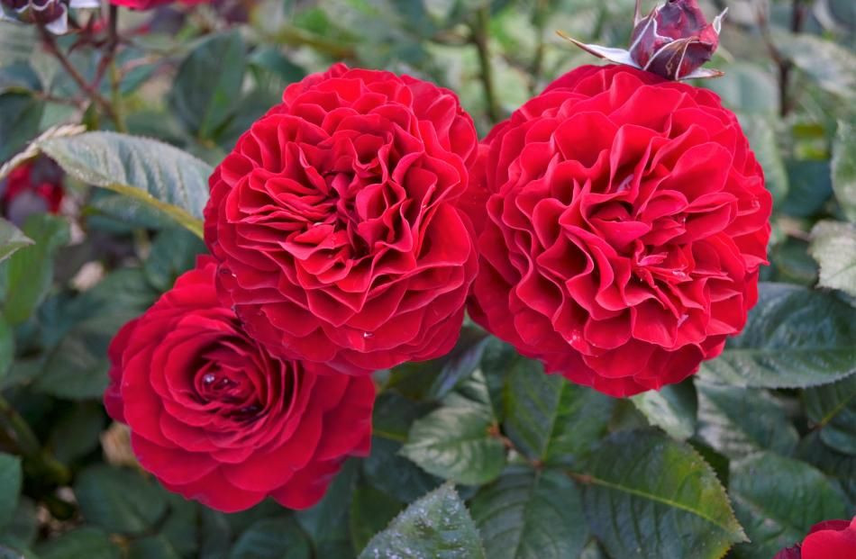 Rose 'Hayward College' 6L Big Jims Garden Centre