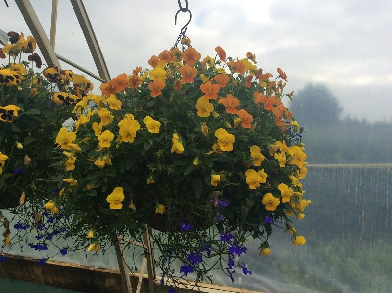 Pansy Hanging Basket Standar Big Jims Garden Centre