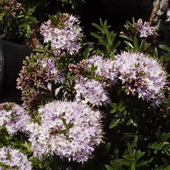 hebe-diosmifolia-mauve-1-9l-big-jims-garden-centre