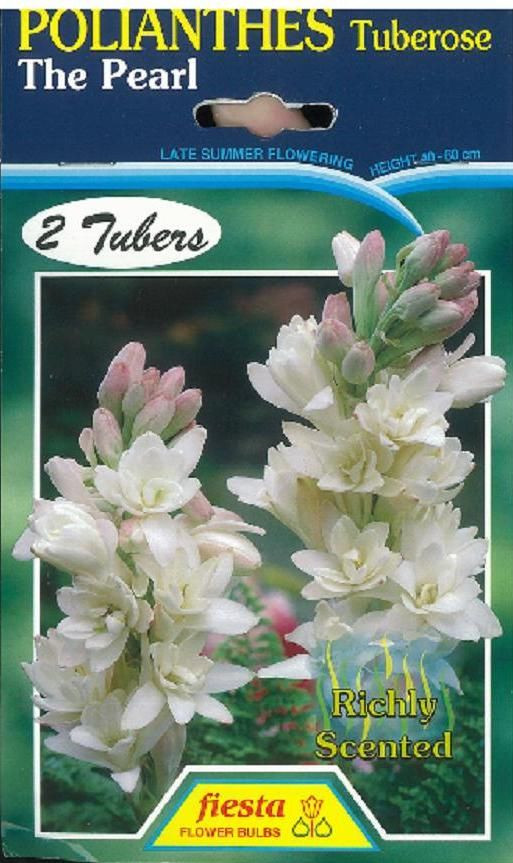 Polianthes Tuberose 'The Pearl Big Jims Garden Centre