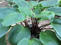 Hosta 'Purple Heart' 12cm Big Jims Garden Centre
