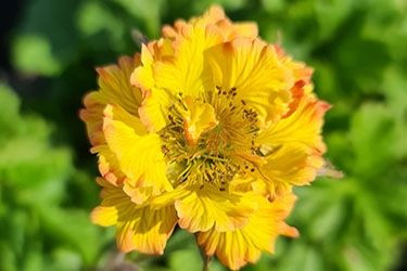 Geum 'Can Can' 14cm Big Jims Garden Centre