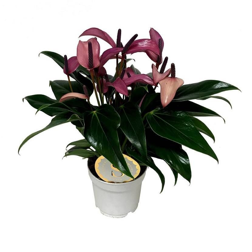Anthurium 'Zizou Purple' 9cm - Big Jims Garden Centre