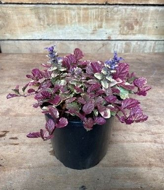 Ajuga 'Pink Beauty' 2.5L - Big Jims Garden Centre