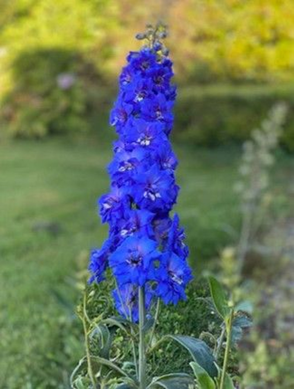 DELPHINIUM SEEDS, GREEN TWIST