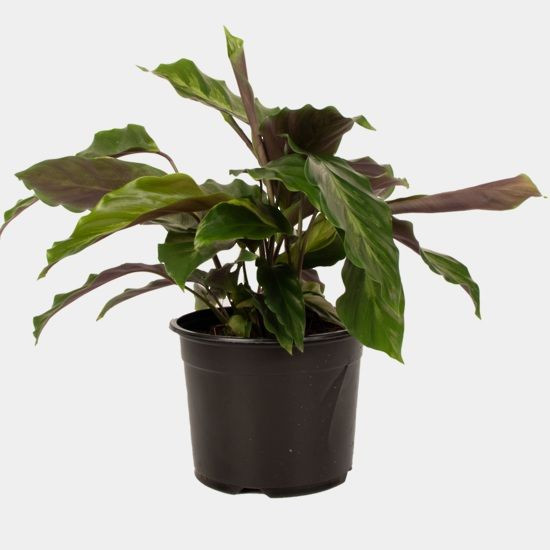 calathea white jade Calathea White Fusion Plants for Sale