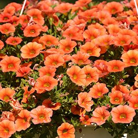 Calibrachoa Calitastic Raspberry Calibrachoa calitastic 'Pumpki 14cm - Big Jims Garden Centre