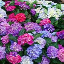 Hydrangea Indoor Assorted 15cm Big Jims Garden Centre