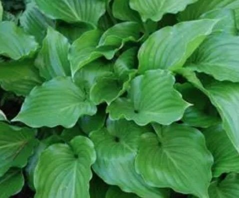 Hosta 'Invincible' 2L - Big Jims Garden Centre