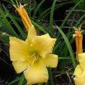 Hemerocallis 'Stella Bella' 2.5L